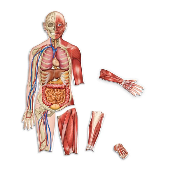 EXPLORACIÓN DEL CUERPO HUMANO