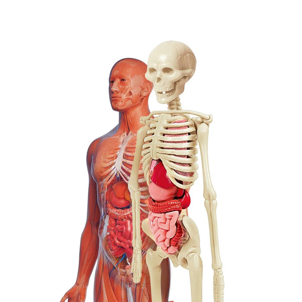 LABORATORIO DE ANATOMIA