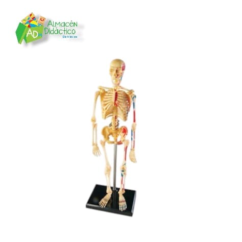 MODELO ANATÓMICO ESQUELETO - SKELETON MODEL