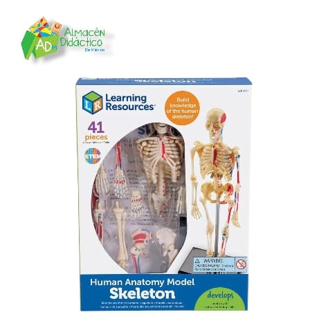 MODELO ANATÓMICO ESQUELETO - SKELETON MODEL