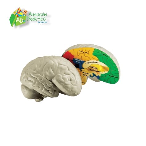 MODELO DE CEREBRO HUMANO DE SECCION TRANSVERSAL - CROSS-SECTION BRAIN MODEL