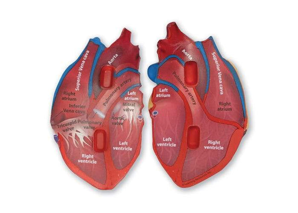 MODELO DE CORAZON HUMANO DE SECCIONTRANSVERSAL - CROSS- SECTION HEART MODEL