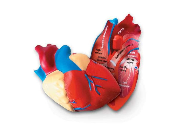 MODELO DE CORAZON HUMANO DE SECCIONTRANSVERSAL - CROSS- SECTION HEART MODEL