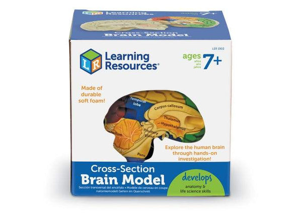 MODELO DE CEREBRO HUMANO DE SECCION TRANSVERSAL - CROSS-SECTION BRAIN MODEL