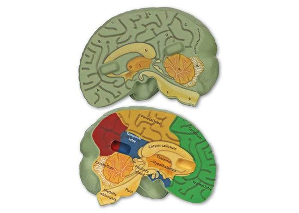 MODELO DE CEREBRO HUMANO DE SECCION TRANSVERSAL - CROSS-SECTION BRAIN MODEL