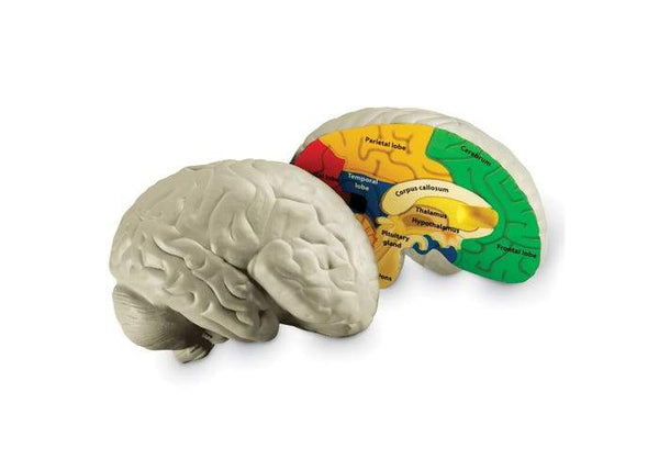 MODELO DE CEREBRO HUMANO DE SECCION TRANSVERSAL - CROSS-SECTION BRAIN MODEL