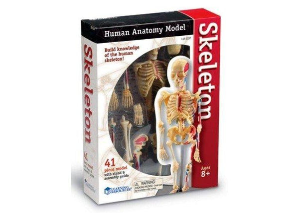 MODELO ANATÓMICO ESQUELETO - SKELETON MODEL